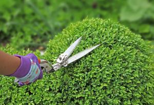 Entretien de jardin Champigny-sur-Marne