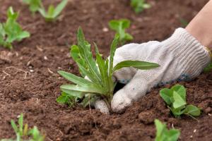 plant Champigny-sur-Marne