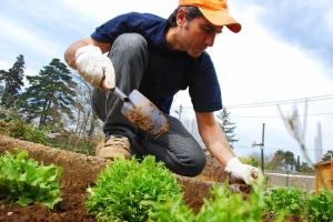 plantation de plant Champigny-sur-Marne