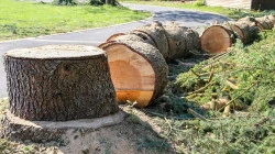 Élagage à Villiers-sur-Marne